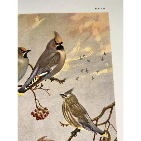 VTG Waxwing Bookplate Allan Brooks Lithograph Bird Portraits In Color - Picture 5 of 8